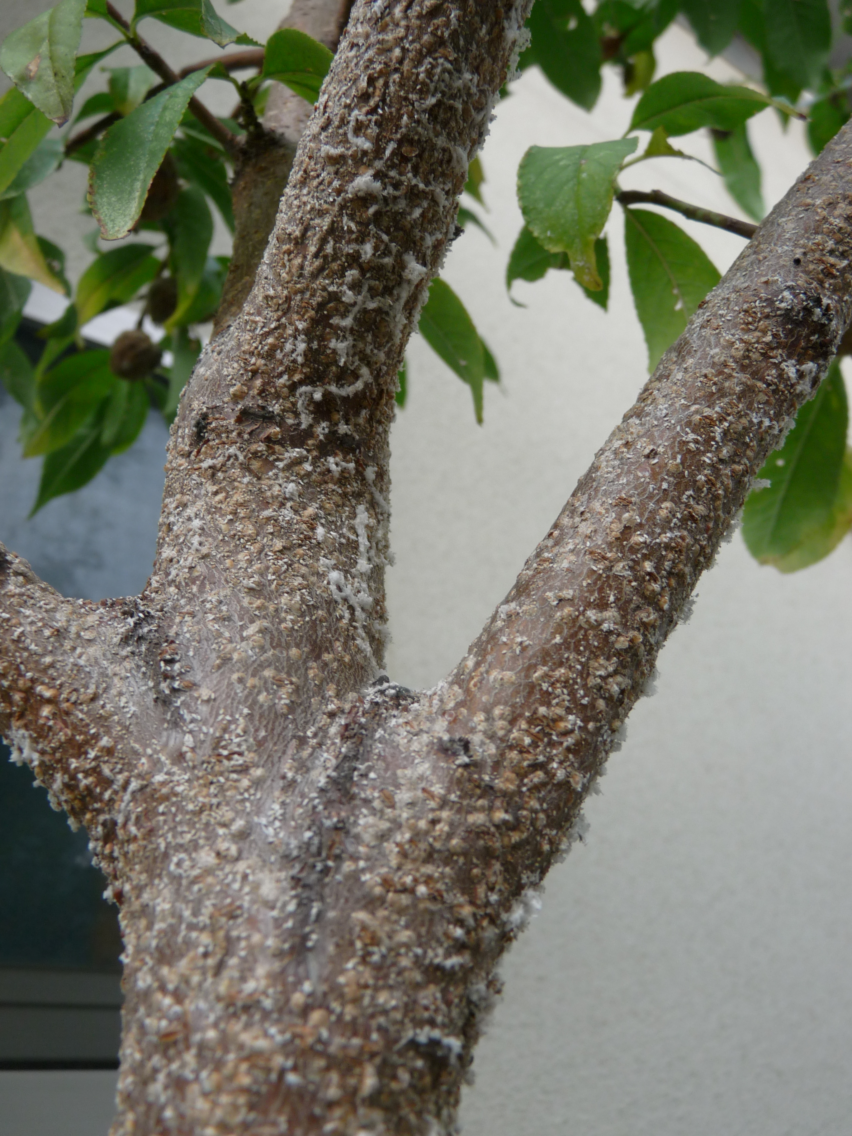 桃の木 ハナモモ にウメシロカイガラムシ 癒しのガーデニング ナチュラルガーデン 植物の育て方