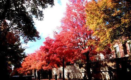 紅葉.jpg